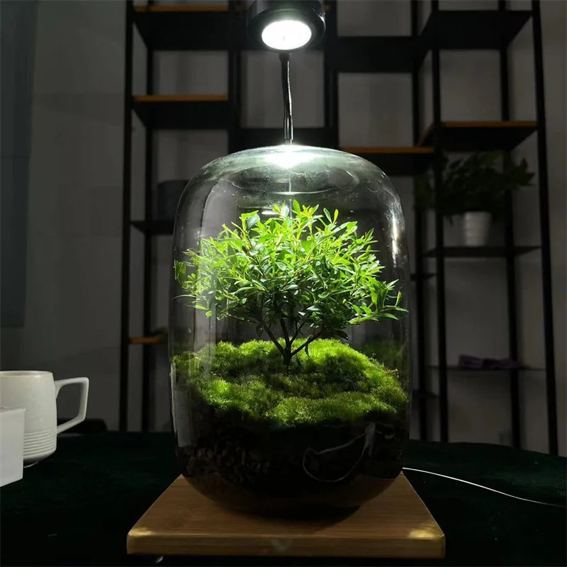Glass Terrarium Vase for Succulents & Moss