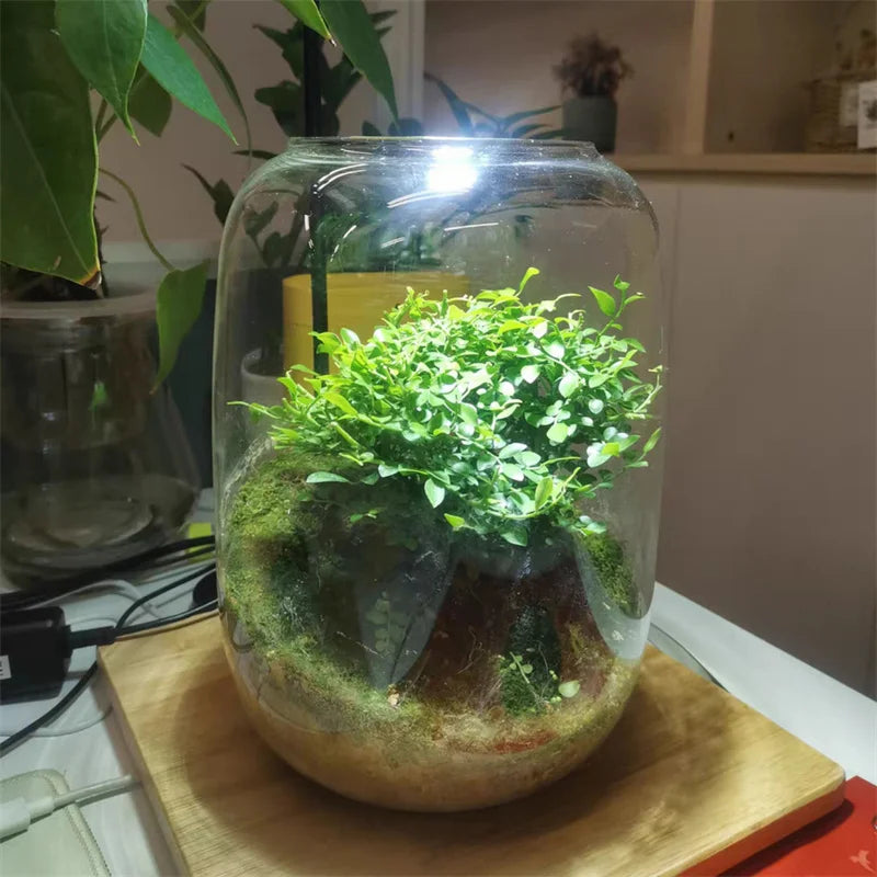 Glass Terrarium Vase for Succulents & Moss