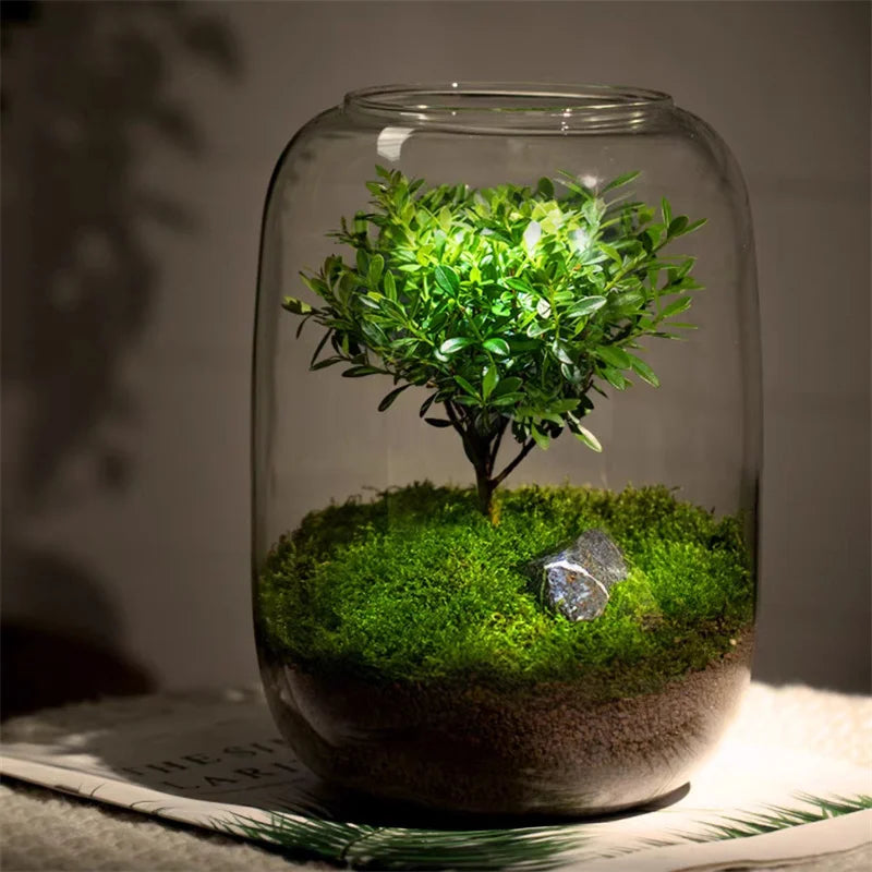 Glass Terrarium Vase for Succulents & Moss