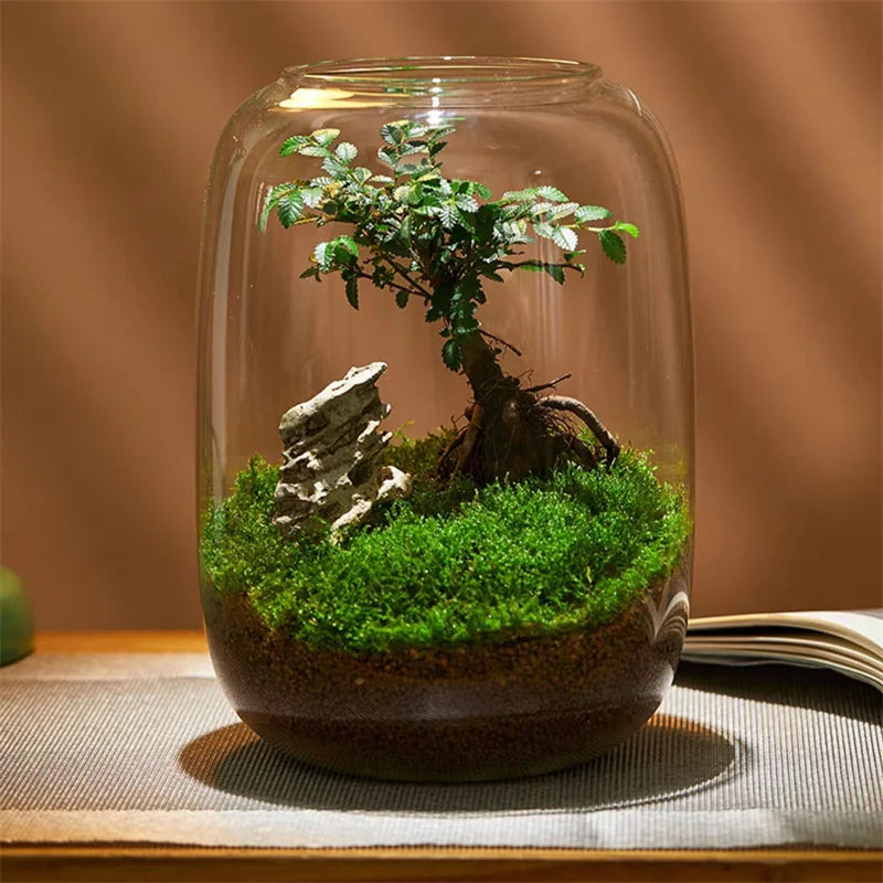 Glass Terrarium Vase for Succulents & Moss