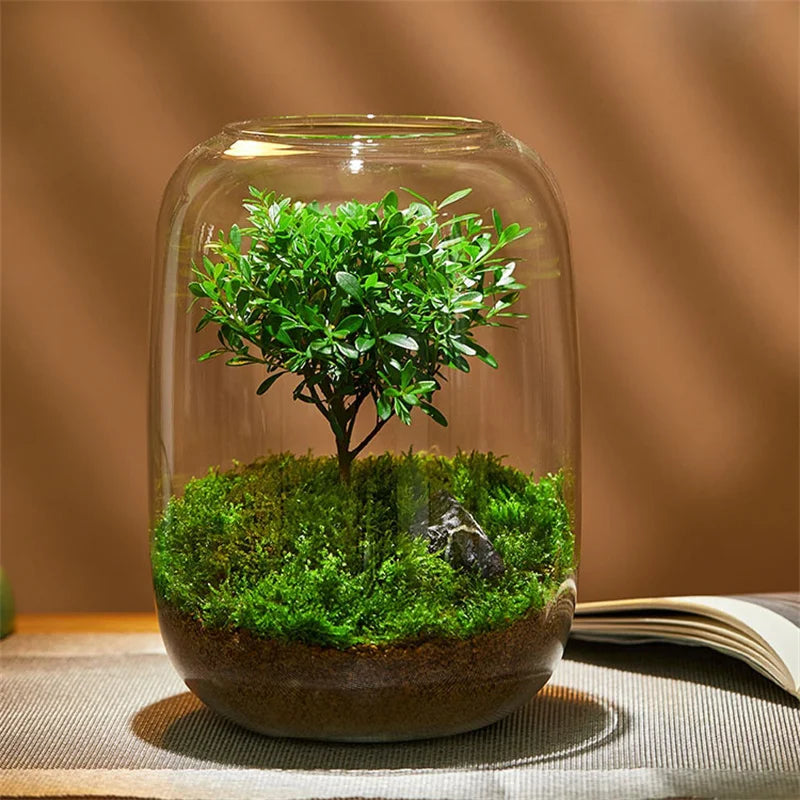 Glass Terrarium Vase for Succulents & Moss