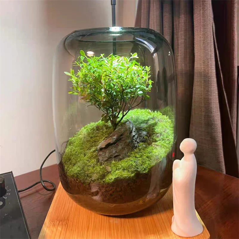 Caleto Hydroponic Vase