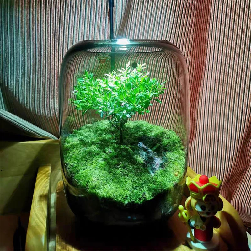 Caleto Hydroponic Vase